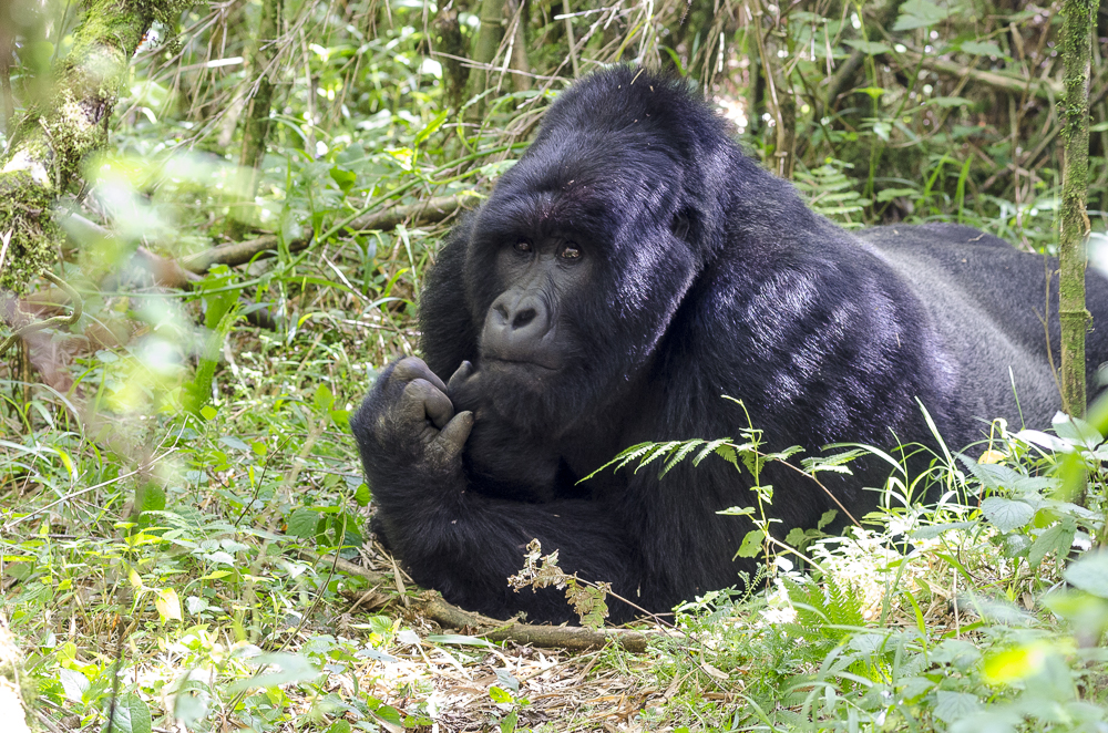 image_adult_gorilla_in_bwindi_impenetrable_national_park