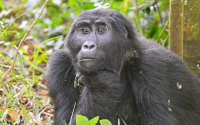 4 Days/3 Nights Bwindi N.P Tour