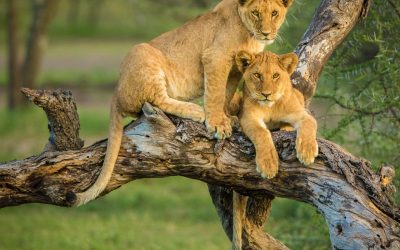 12 days/11 nights Uganda & Rwanda safari
