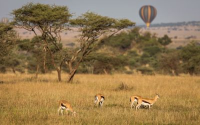 3 Days 2 Nights Masai Mara Safari