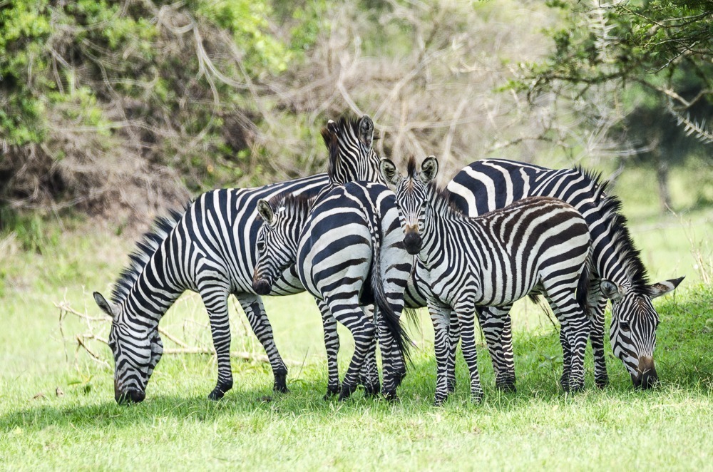 image_zebras_in_lake_mburo_national_park_in_uganda
