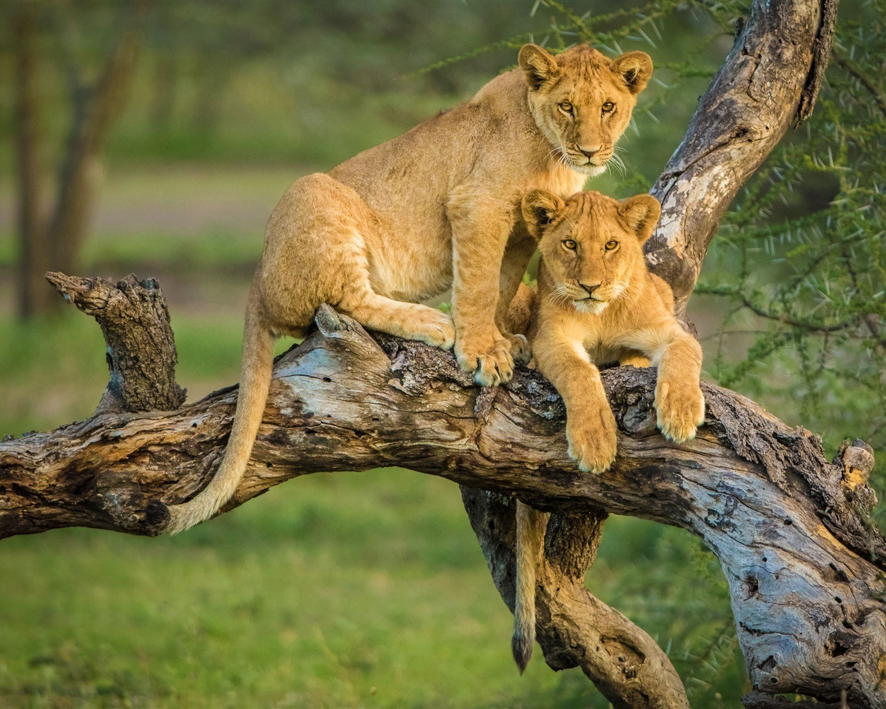 image_tree_climbing_cubs_in_queen_elizabeth_naional_park